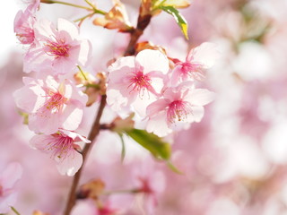 Fototapeta na wymiar 満開の河津桜の咲く日本の春の風景