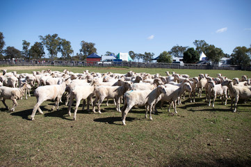 Obraz premium The heritage-listed Woolshed at Jondaryan is the oldest and largest operating Woolshed in the world with over 150 years of history