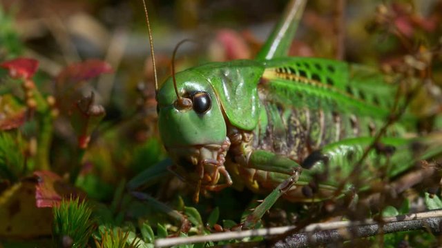 Wart-biter grasshopper green cricket