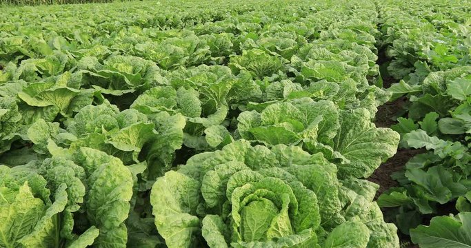 Chinese cabbage crops growing at field
