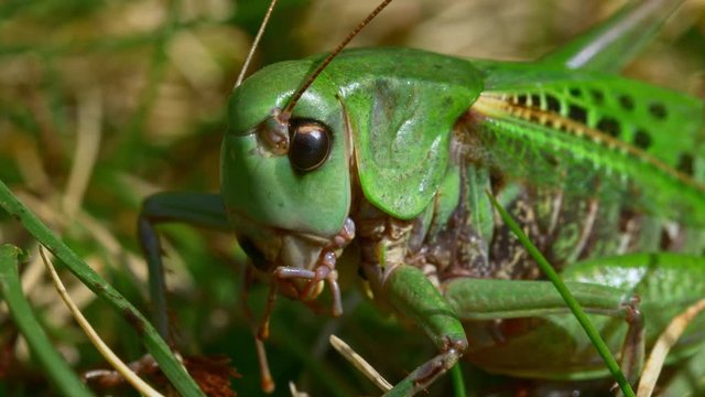 Wart-biter (Decticus verrucivorus) grasshopper green cricket