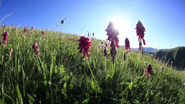 asia, beautiful, blow, blowing, china, chinese, copy space, flowers, grass, grassland, green, high altitude, high land, highland, hike, hills, landscape, morning, mountains, nature, outdoor, peak, pla