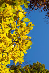 Gold yellow autumn leaves over clear blue sky