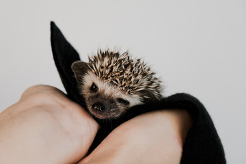Cute African pygmy hedgehog in human hands.  © meteoritka