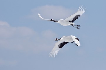 Red-crowned Cranes in flight 丹頂カップル飛翔 北海道