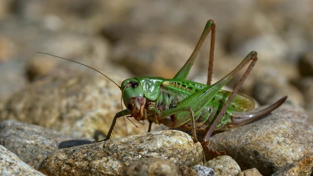 Wart-biter (Decticus verrucivorus) cricket on rocks