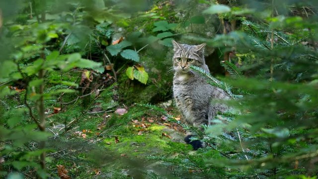 European wildcat (Felis silvestris) cleaning in forest
