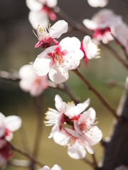 Fototapeta na wymiar 小石川後楽園で満開の梅の花