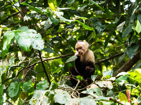 White Faced Capuchin Monkey In Tree