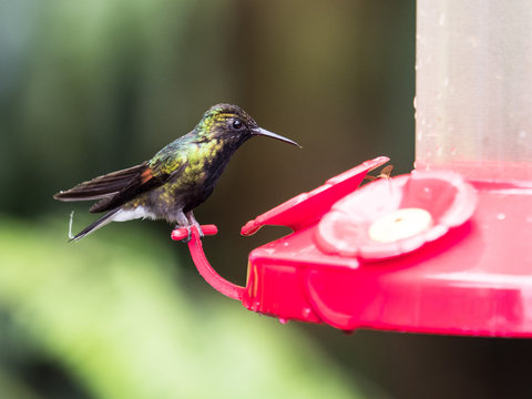 Green And Yellow Humming Bird Sitting On Feeder