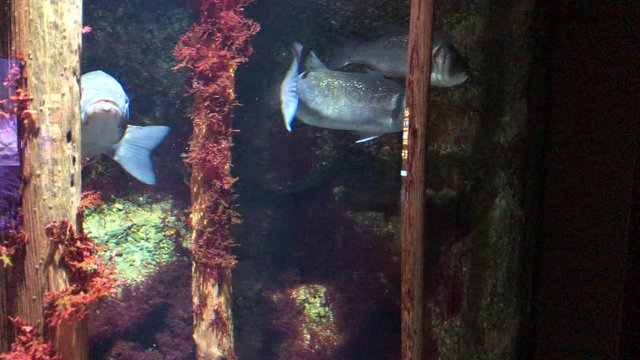 Seabass Swimming, dicentrarchus labrax
