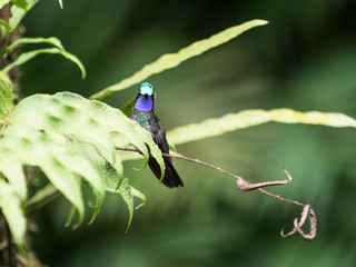 purple and turquoise hummingbird sitting on leaf looking at camera