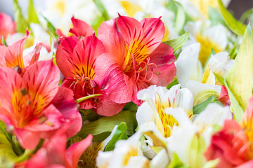 Alstroemeria, usually called astromelia or field lily, lily of Peru or lily of the Incas