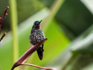 turquoise hummingbird with fluffy feathers sitting on branch with blurry background