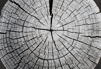 Beautiful symmetric growth rings on a weathered timber stump.