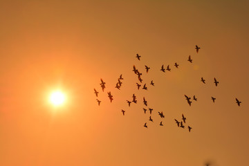 Sunset and flock of birds