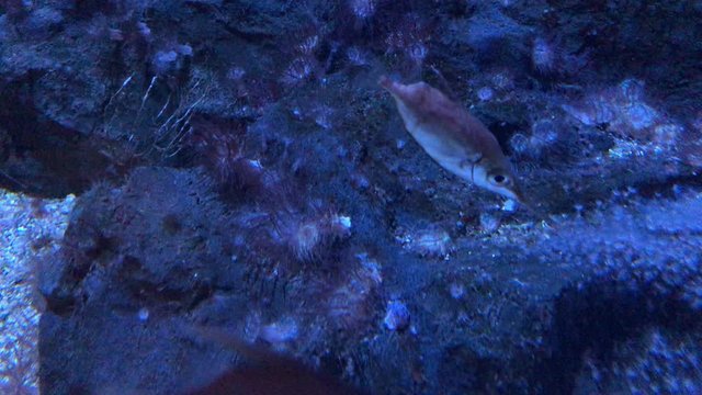 Longspine snipefish Swimming