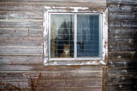 Cat in window of old barn 