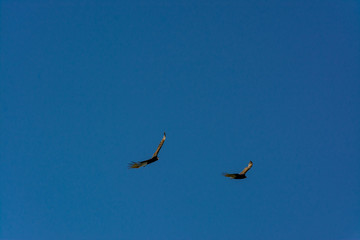 A pair of hawks gliding in the summer sky with copy room