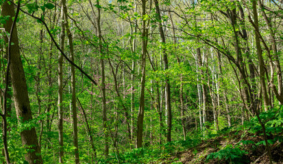 forest scene along the Sugar creek trail in Indiana