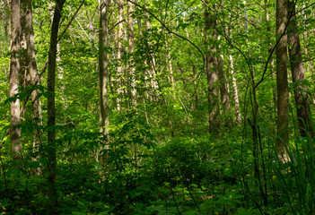 forest scene along the Sugar creek trail in Indiana