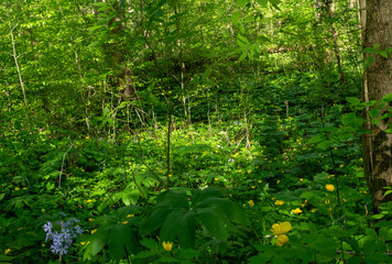 Fototapeta premium forest scene along the Sugar creek trail in Indiana