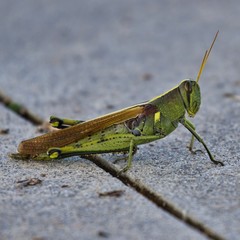 Grasshopper closeup