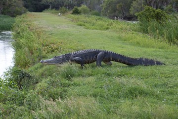 Wildlife refuge large dike gator