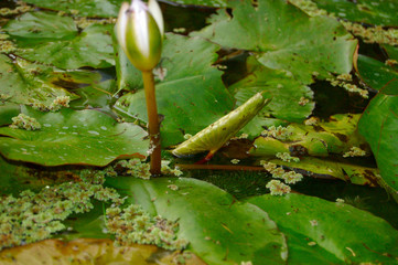 la victoria regia amazonas