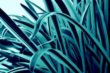 Tropical texture beautiful leaves nature background