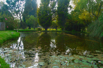 la victoria regia amazonas