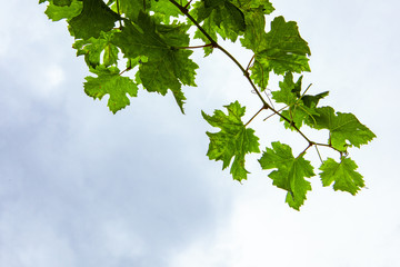 Fototapeta na wymiar Fresh grape vine branch, with green leaves close up in low angle view against white cloudy sky background and copy space