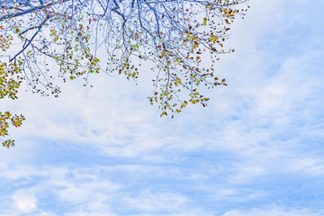 Fototapeta premium 紅葉した葉が落ちかけている落葉樹