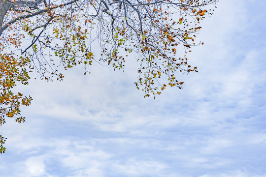 16 008 Best 落葉樹 Images Stock Photos Vectors Adobe Stock