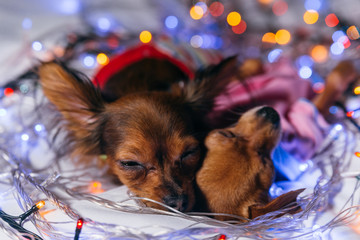 Two Toy Terrier is a yellow New Year's dog. Two dogs lie ridiculously and fall asleep. They are surrounded by garlands and are dressed in children's sliders.