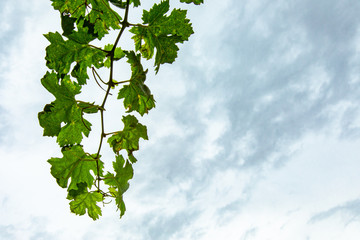 Fototapeta na wymiar Fresh Green grape vine branch full of leaves, low angle view, against grey white cloudy sky background with copy space on the right bottom side