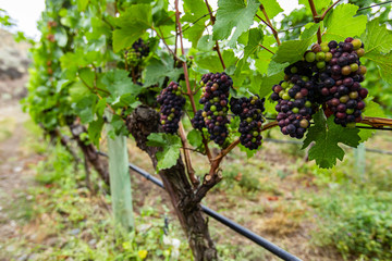 unripe fresh red bunch of grapes small fruits and leaves close up and selective focus view, branches in the vineyard background with copy space