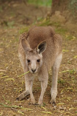 Naklejka premium オオカンガルー