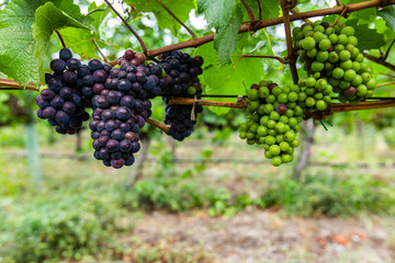 unripe fresh red and green grapes bunch small fruits with leaves and branches, close up and selective focus view in vineyard background, copy space