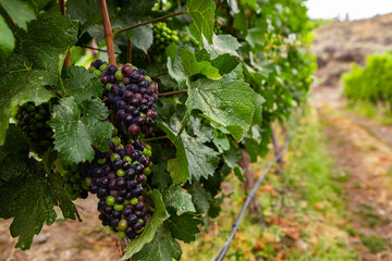 unripe fresh red grapes fruits close up selective focus view, branches, leaves, wires vineyard background with copy space on the right