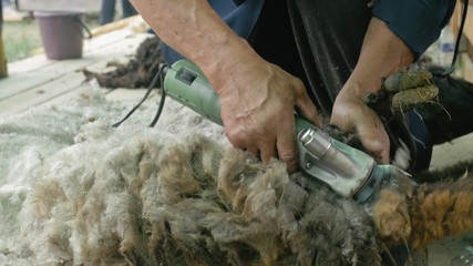 Men shearer shearing sheep at agricultural show in competition. The process by which wool fleece of a sheep is cut off. Electric professional sheep manual hair clipper sheep cutting shearing machine.