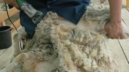Men shearer shearing sheep at agricultural show in competition. The process by which wool fleece of...