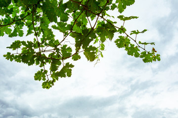 Fresh grape vine branches with green leaves in low angle view against white cloudy sky background and copy space, vineyard in canada