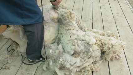 Men shearer shearing sheep at agricultural show in competition. The process by which wool fleece of...