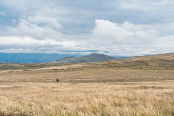 Obraz premium A lonely tree standing in the Baikal steppe on the island of Olkhon on lake Baikal