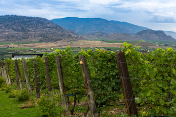 vineyard end wooden posts close up with vine grapes on wires against mountains, Okanagan Valley...