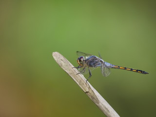 Dragonfly perched on a tree branch