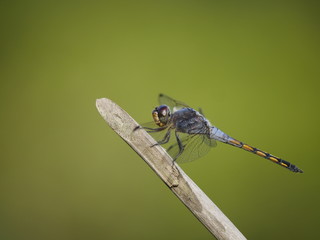 Dragonfly perched on a tree branch