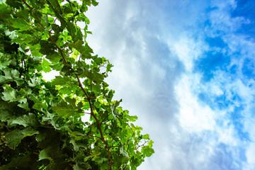 Fresh Green grape vine branches and leaves, low angle view, against blue white cloudy sky background with large copy space on right side