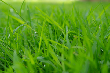 green grass background